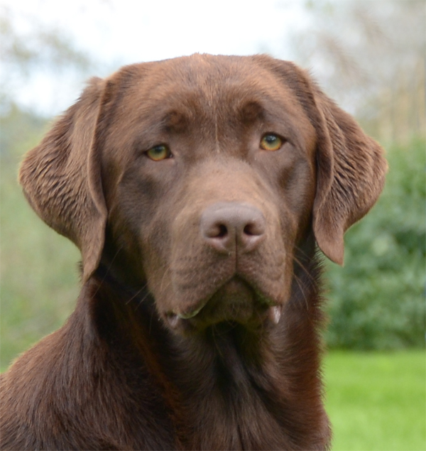 Aquador Labrador Retriever